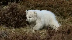 Seekor bayi beruang kutub berlarian mengitari kandangnya di Highland Wildlife Park, Skotlandia, Inggris, Selasa (20/3). Bayi beruang kutub tersebut lahir pertama kali di Inggris setelah kurun waktu 25 tahun terakhir. (Andrew Milligan/PA via AP)