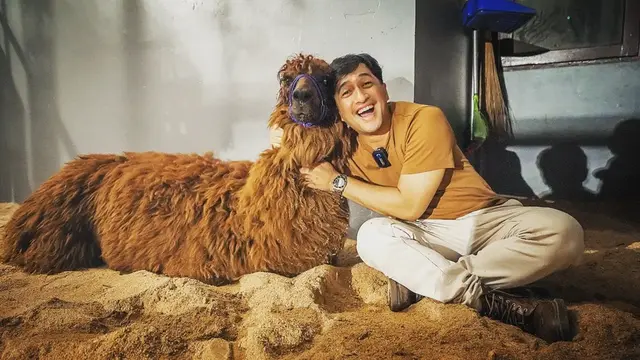 Tambah Peliharaan Baru, Ini Potret Irfan Hakim Bareng Alpaca Kesayangannya