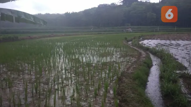 Penampakan Sawah Petani di Kabupaten Blora (Liputan6.com/Ahmad Adirin)