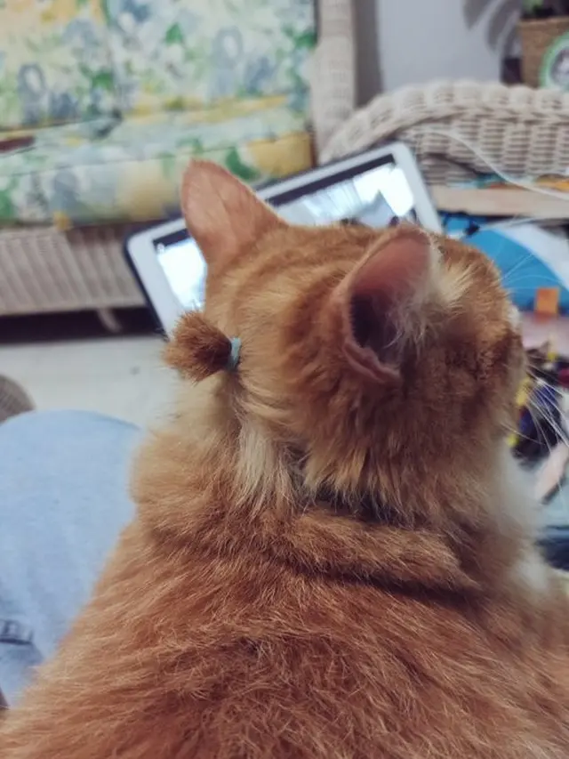 6 Foto Lucu Kucing dengan Rambut Dikuncir Ini Bikin Gemas