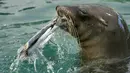 Seekor anjing laut makan dari es dengan ikan beku pada hari yang panas di Bioparco di Roma, Italia, Selasa (19/7/2022). Gelombang panas kembali menyerang sejumlah negara di Eropa, termasuk Italia dengan suhu diperkirakan akan mencapai lebih dari 40 derajat Celcius.lip (AP Photo/Andrew Medichini)