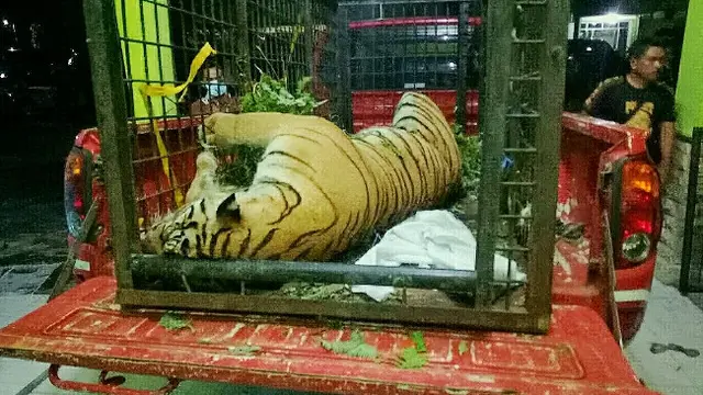 Bangkai induk harimau yang dibawa BBKSDA Riau ke Pekanbaru untuk dibedah karena mengandung dua janin
