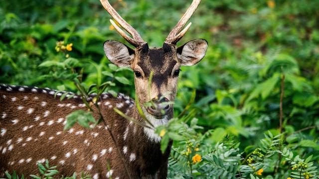 Kabini River National Park