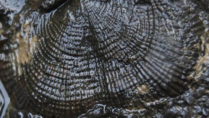 Fosil kerang yang ditemukan di kawasan Geopark Merangin di Desa Air Batu, Merangin, Jambi. (Liputan6.com/ dok Komiji)