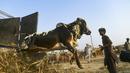 Idul Adha dirayakan dengan menyembelih hewan kurban berupa, domba, kambing, sapi atau unta. (AFP/Asif Hassan)