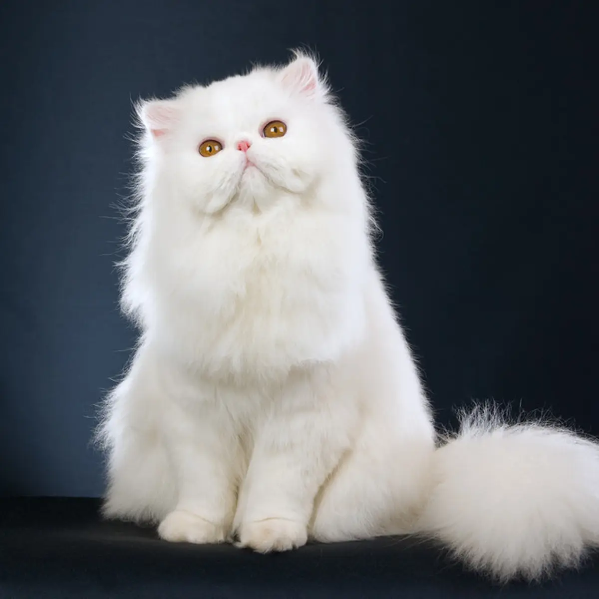 Ingin Tinggalkan Kucing Persia Sendirian, Jangan Lupa Perhatikan 5 Hal Ini! - Citizen6 Liputan6.com
