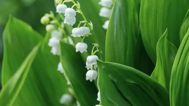 Bunga Lily of the Valley