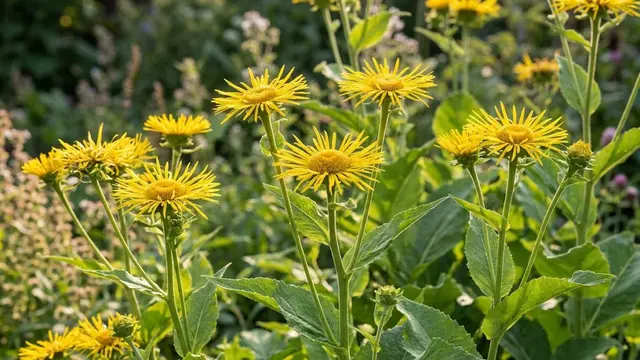 Elecampane (Inula helenium)