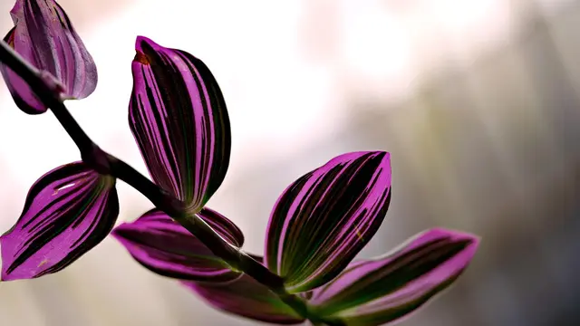 Tanaman Hias Tradescantia Mini