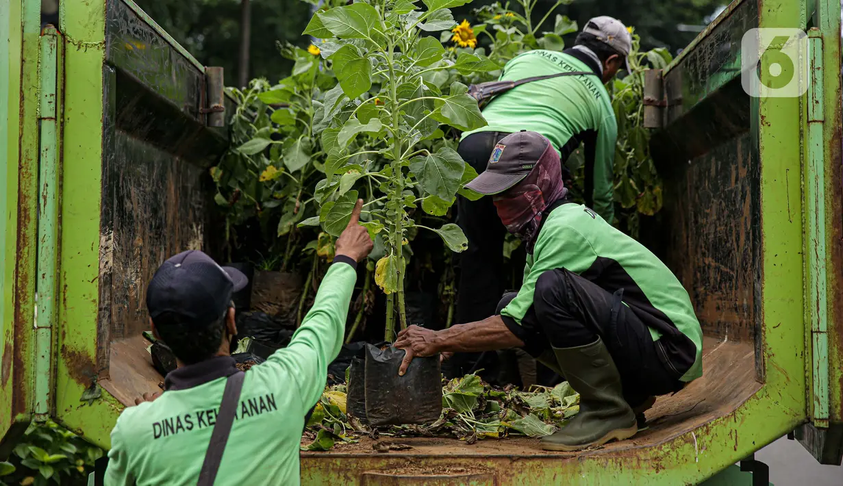 Petugas Dinas Pertamanan dan Hutan DKI Jakarta menurunkan bunga matahari dari truk di Bundaran HI, Jakarta, Jumat (18/6/2021). Pemasangan bunga matahari di kawasan Bundaran HI dalam rangka menyambut HUT ke-494 DKI Jakarta sekaligus mempercantik kawasan tersebut. (Liputan6.com/Faizal Fanani)