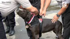 Dua anjing pelacak berhasil menemukan korban longsor di Cijeruk, Bogor. Atas prestasinya, kedua anjing itu mendapat medali penghargaan.

