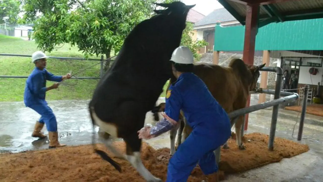 Inseminasi Sapi