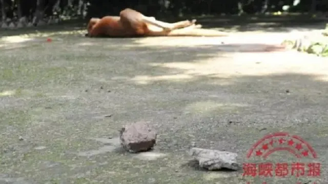 Tega, Pengunjung Kebun Binatang Lempar Batu Ke Kangguru Hingga Tewas