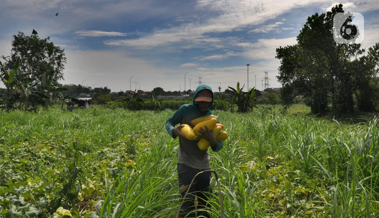 Petani membawa buah timun suri hasil panen di lahan garapan kawasan Sawangan, Depok, Minggu (3/4/2022). Timun suri yang biasa diolah menjadi minuman wajib untuk menemani berbuka puasa ini dijual dari harga Rp 9ribu - Rp 20ribu tergantung ukurannya. (merdeka.com/Arie Basuki)