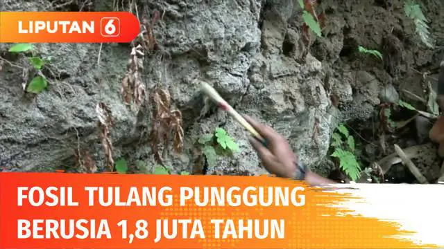 Sebuah fosil potongan tulang pinggul manusia purba ditemukan di Brebes, Jawa Tengah. Berdasar kajian Balai Pelestarian Situs Manusia Purba (BPSMP) Sangiran, bersama tim Museum Buton, memperkirakan, fosil tersebut berusia 1,8 juta tahun.
