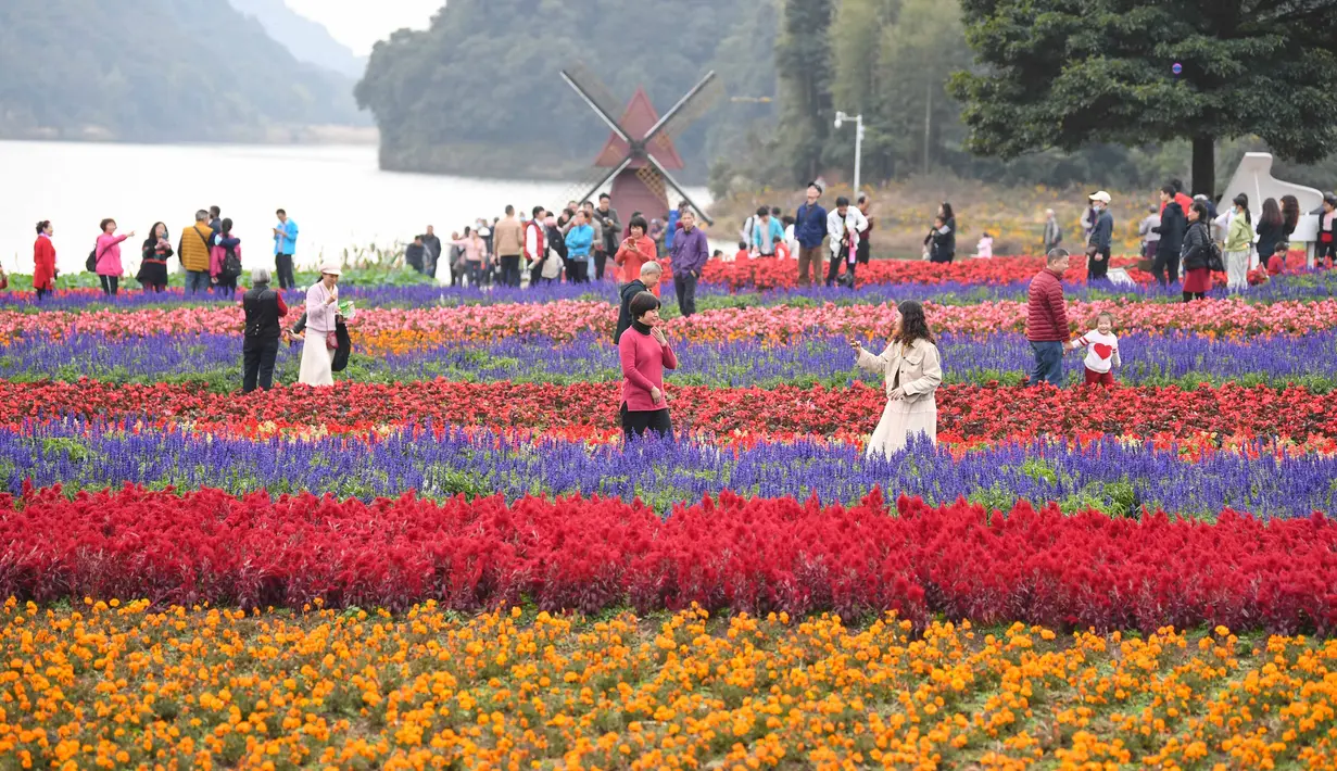 Sejumlah wisatawan menikmati suasana di antara bunga-bunga di Taman Hutan Nasional Shimen, Guangzhou, Provinsi Guangdong, China, 26 Desember 2020. (Xinhua/Deng Hua)