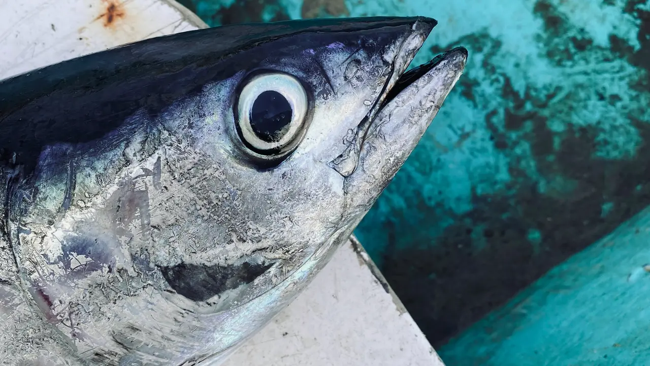 Ilustrasi ikan cakalang