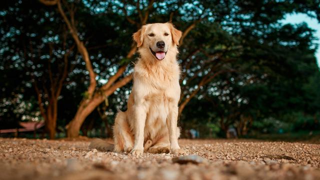 Golden Retriever