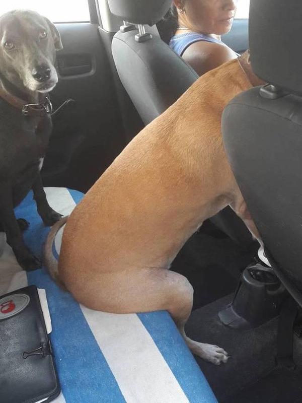 Anjing yang duduk di mobil seperti manusia (Sumber: Reddit/AzulMoonlight)