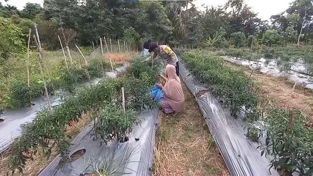 Polsek Julok Dorong Warga Manfaatkan Lahan Kosong untuk Berkebun
