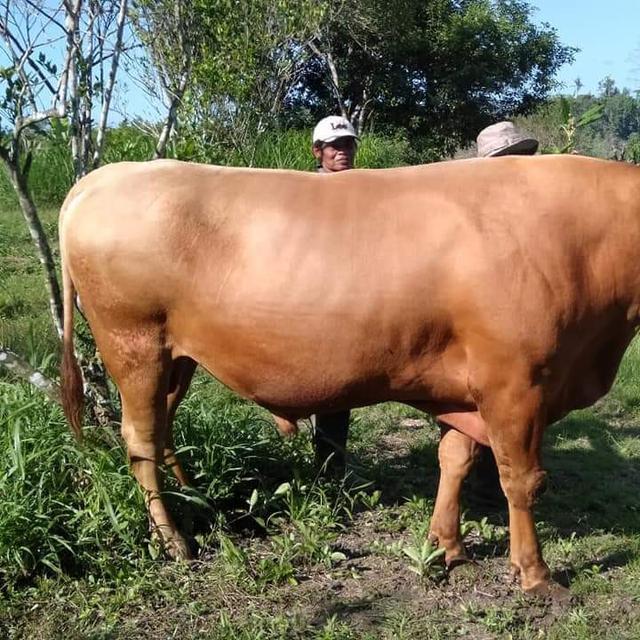 Foto Sapi Kurban Lucu - Gambar Ngetrend dan VIRAL