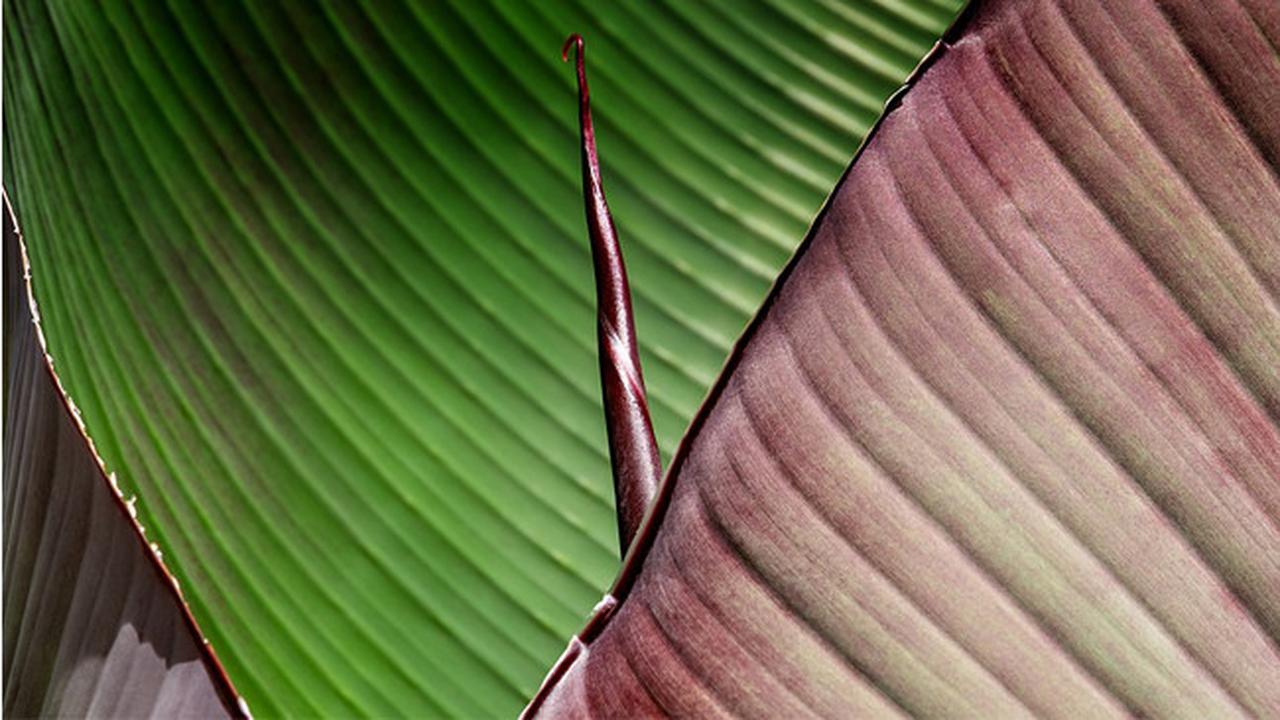 Ilustrasi Daun Pisang