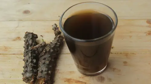 Potongan batang brotowali segar siap diolah menjadi ramuan herbal tradisional yang bermanfaat untuk kesehatan