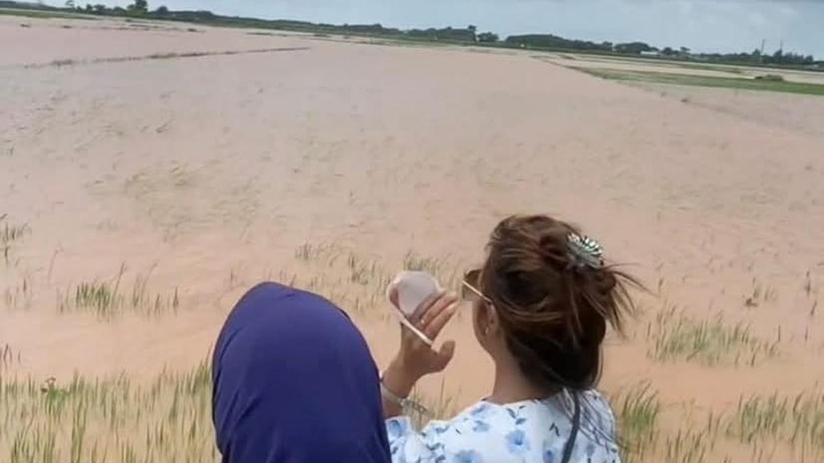 Banjir Sebabkan Ribuan Hektare Padi di Jepara Puso, Petani Rugi Rp 25,2 Miliar