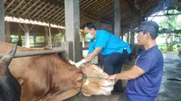 DKP3 Kota Depok Akui Terkendala Ketersediaan Obat Penyakit Mulut dan Kuku
