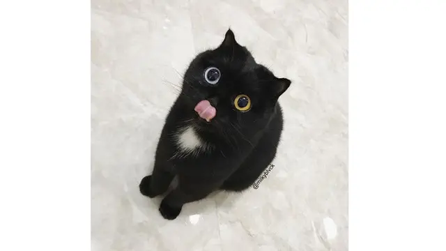 Lain Dari Biasanya, Kucing Ini Miliki Dua Warna Mata yang Berbeda