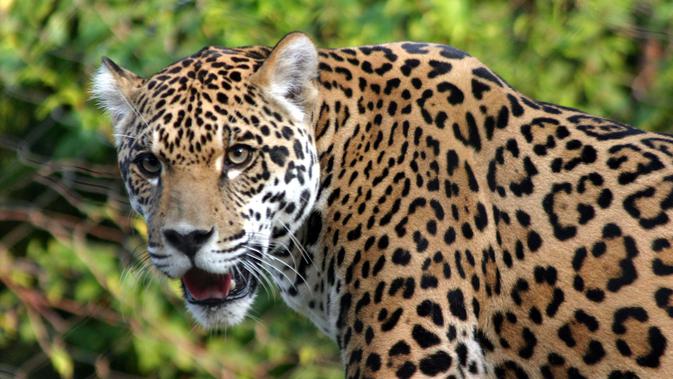  Jaguar maskot olimpiade Brasil (foto : istimewa)