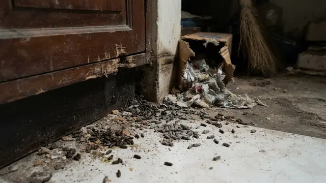 Tanda Ada Sarang Tikus di Dalam Rumah