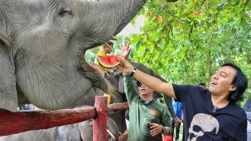 Komedian Komeng memberikan makan kepada gajah di PLG Minas.