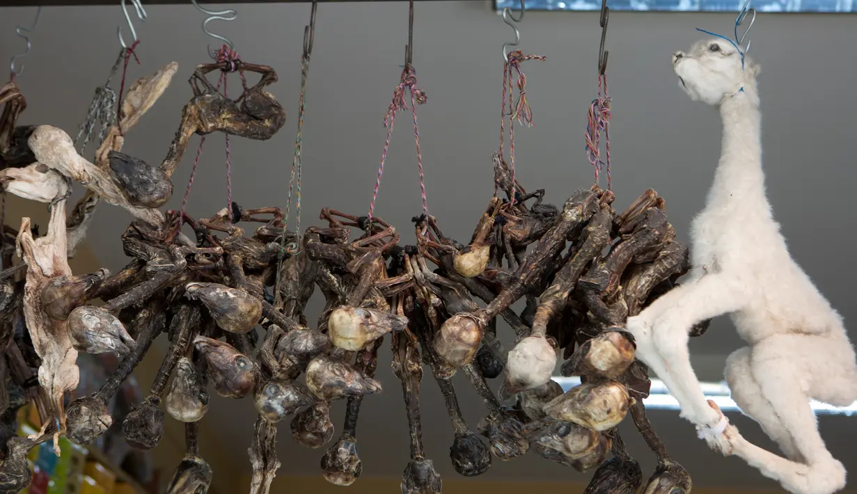 Janin llama untuk ritual keagamaan yang dijajakan di Pasar Penyihir, kota tua La Paz, Bolivia, 10 Juli 2018. Pasar yang bernama Mercado de las Brujas ini menjual barang-barang aneh dan segala sesuatu yang berhubungan dengan sihir. (AP/Juan Karita)