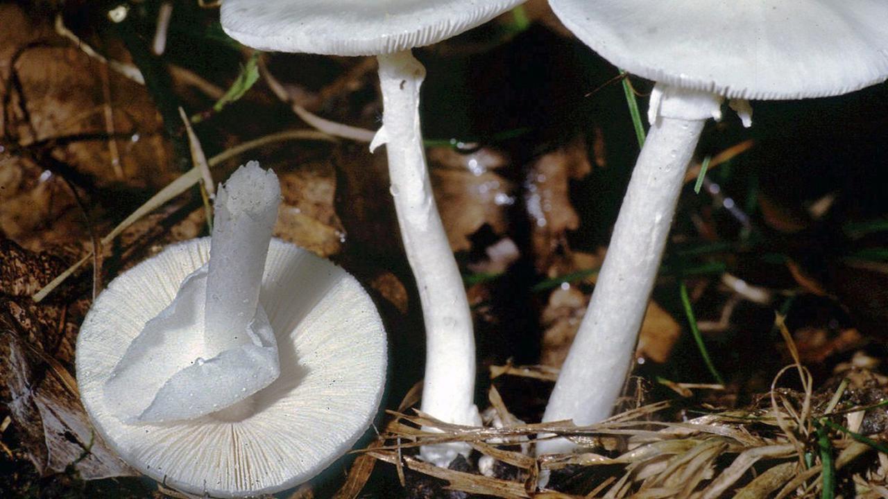 Makan Jamur Liar Beracun, Wanita Ini Alami Gagal Hati