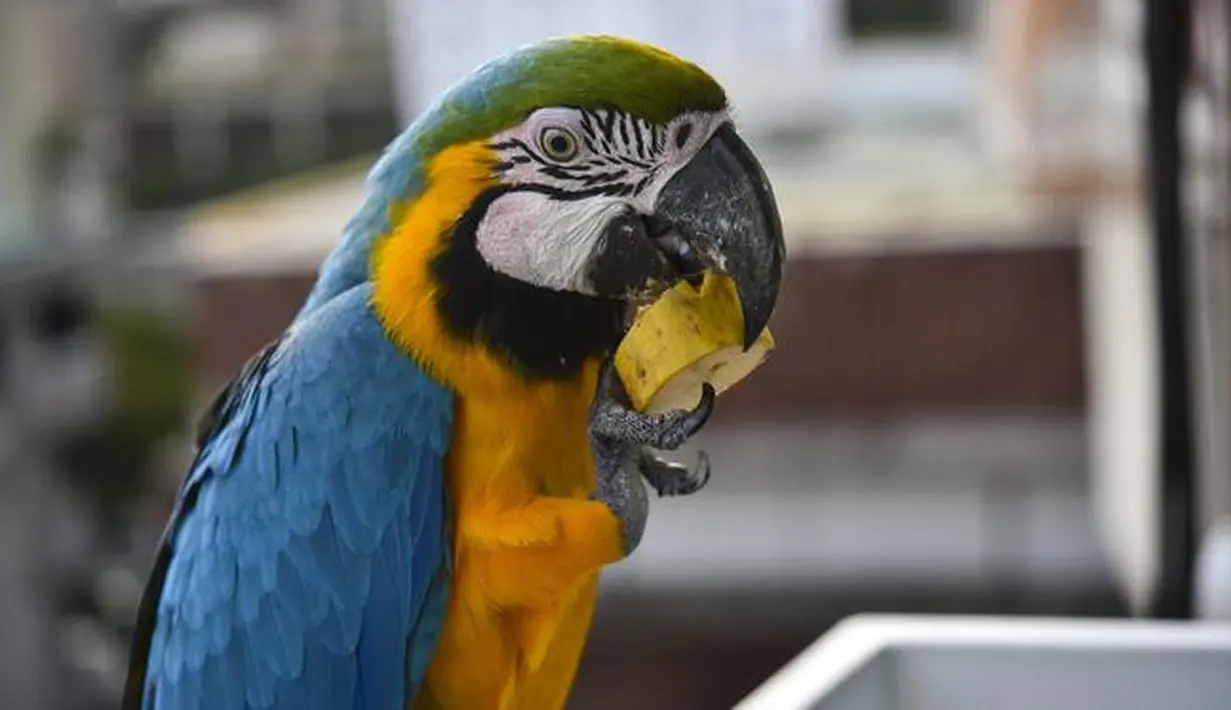 Burung macaw (sejenis beo) diberi umpan di balkon sebuah gedung apartemen di Caracas pada 18 November 2018. Setiap sore, puluhan macaw liar berwarna-warni berduyun-duyun ke balkon dan teras tempat warga menaruh makanan untuk mereka. (YURI CORTEZ/AFP)