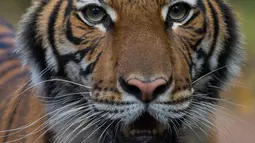 Harimau Malaya bernama Nadia terlihat di Kebun Binatang Bronx, New York City, Amerika Serikat, Minggu (5/4/2020). Belum diketahui bagaimana virus corona COVID-19 dapat menginfeksi harimau berusia 4 tahun tersebut. (JULIE LARSEN MAHER/Wildlife Conservation Society/AFP)