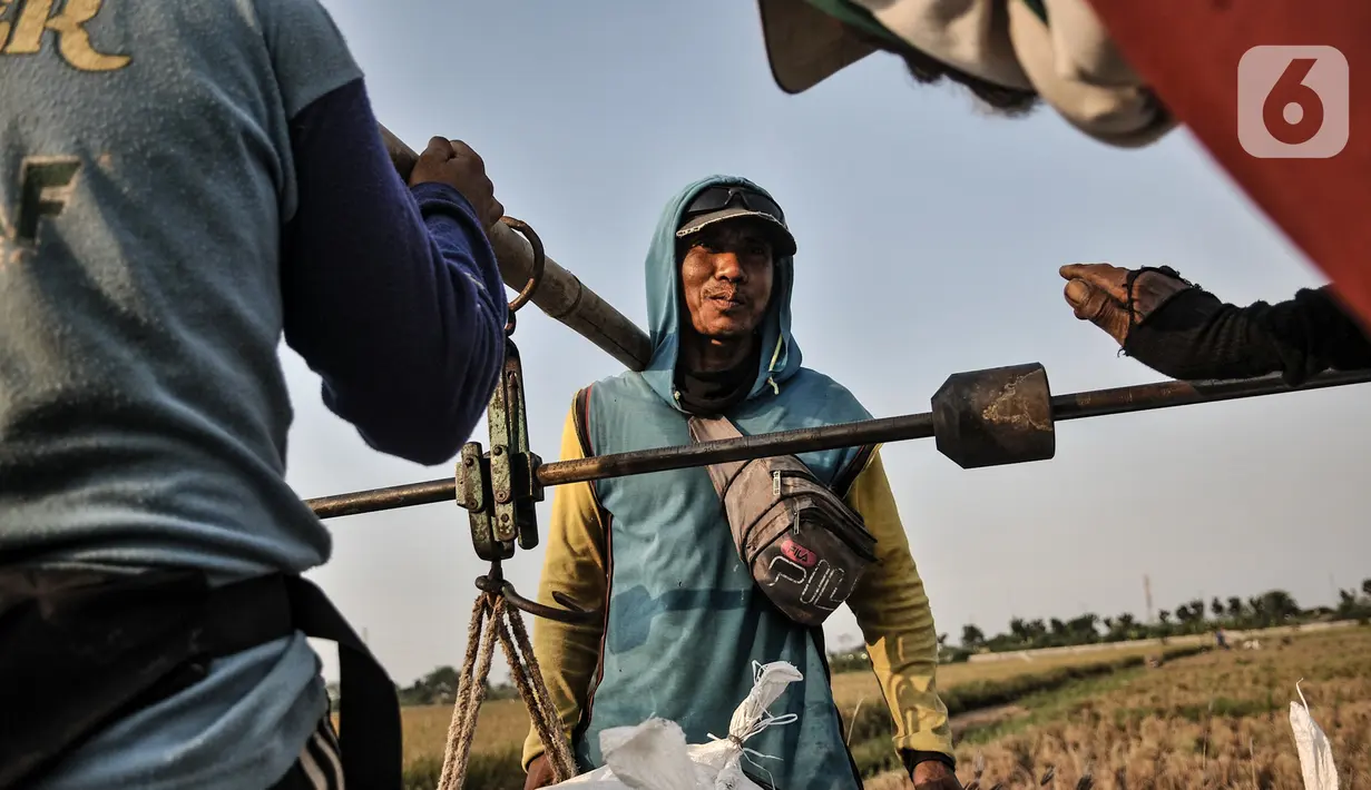 Petani menimbang hasil panen sebelum dikirim ke tengkulak di persawahan kawasan Rorotan, Jakarta, Kamis (30/7/2020). Lahan di persawahan Rorotan tidak seluruhnya milik petani, dari 420 hektare, hanya 29 hektare milik pribadi dan sisanya dimiliki oleh swasta. (merdeka.com/Iqbal S. Nugroho)