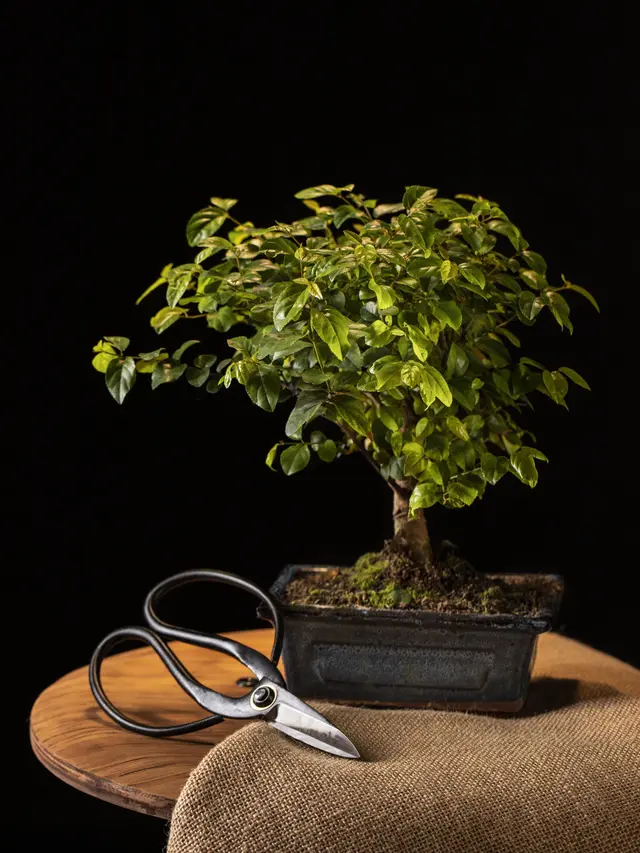 Teknik Pemangkasan Bonsai agar Tetap Rapi dan Indah