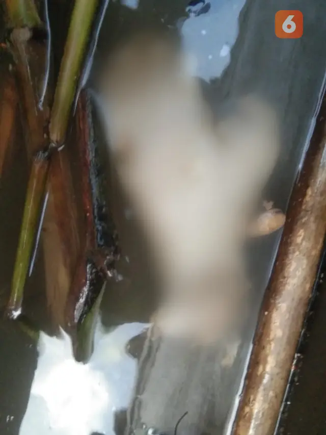 Mutilasi