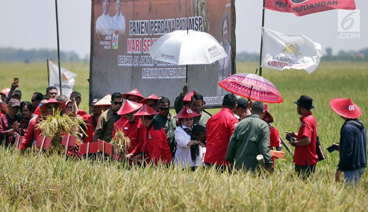 FOTO: Panen Raya di Indramayu, Megawati Ajak Anak Muda Mau ...