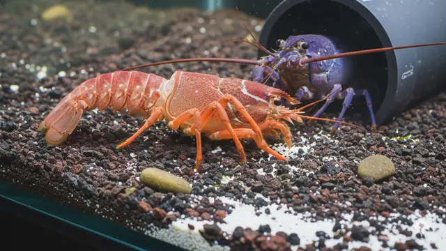 Tips Budidaya Lobster Air Tawar di Ember. AI