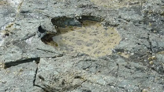Bikin Tercengang Begini Penemuan Jejak Kaki dari Dinosaurus