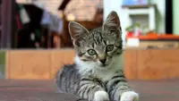 Kuku kucing rumahan perlu dipotong secara rutin agar cakarnya tidak menyakiti diri sendiri ataupun pemiliknya. (Foto: Pixabay/Alicia)