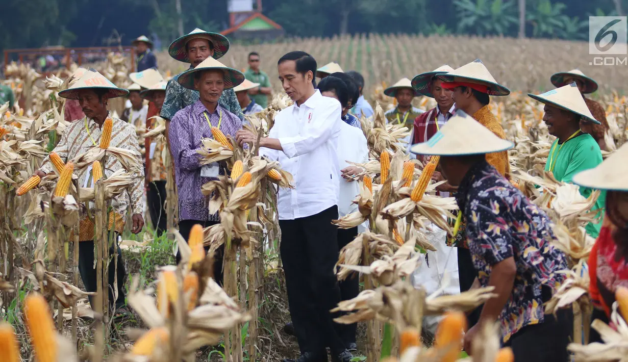 Presiden Joko Widodo (Jokowi) berdialog dengan petani saat panen raya jagung di Perhutanan Sosial, Ngimbang, Tuban, Jawa Timur, Jumat (9/3). Kegiatan ini merupakan rangkaian kunjungan kerja di Jawa Timur. (Liputan6.com/Angga Yuniar)