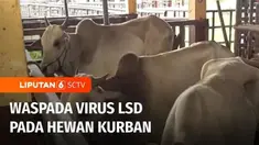 Mengantisipasi penyebaran virus lumpy skin disease atau lato-lato pada hewan ternak, Dinas Peternakan Merauke, Provinsi Papua Selatan, menempatkan petugas kesehatan hewan di seluruh distrik Merauke untuk memeriksa kesehatan hewan kurban.