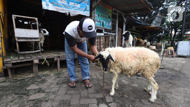 FOTO: Harga Kambing Tinggi Akibat Wabah PMK