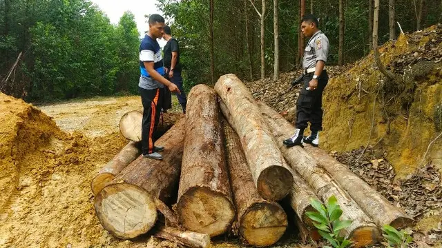 Barang bukti kayu ilegal logging dari Suaka Margasatwa Rimbang Baling yang disita Polda Riau.