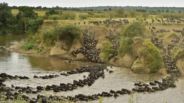 20150905-wildebeest-Kenya
