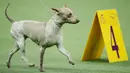 Terrier tanpa bulu asal Amerika bersaing dalam Westminster Kennel Club Dog Show ke-144 di New York, Amerika Serikat, Selasa (11/2/2020). Westminster Kennel Club Dog Show ke-144 diikuti 2.600 anjing dari 49 negara bagian. (AP Photo/John Minchillo)